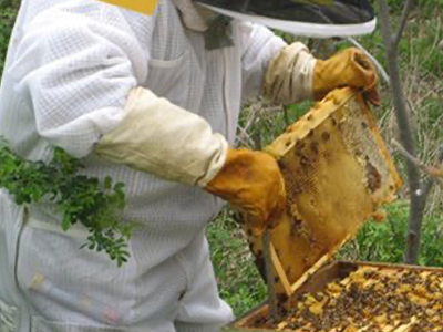 Bee Keeping Gloves